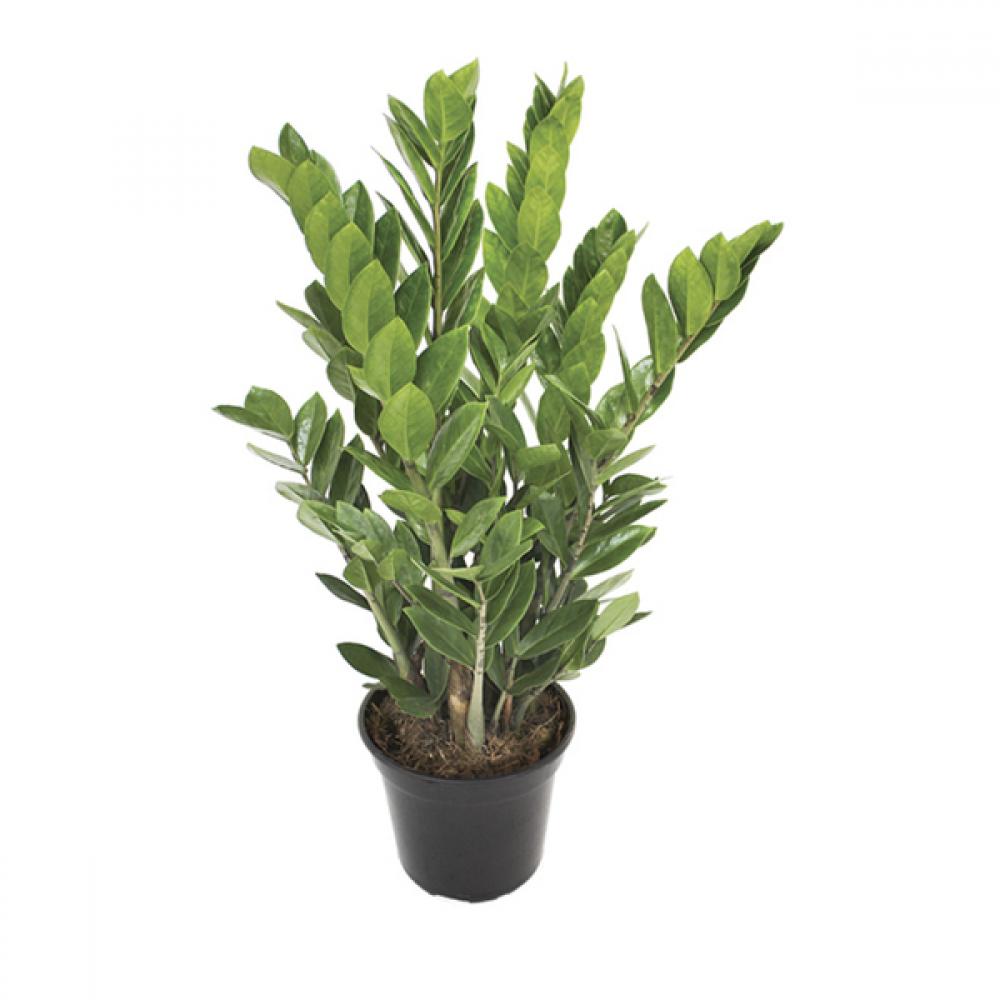 Zamioculcas