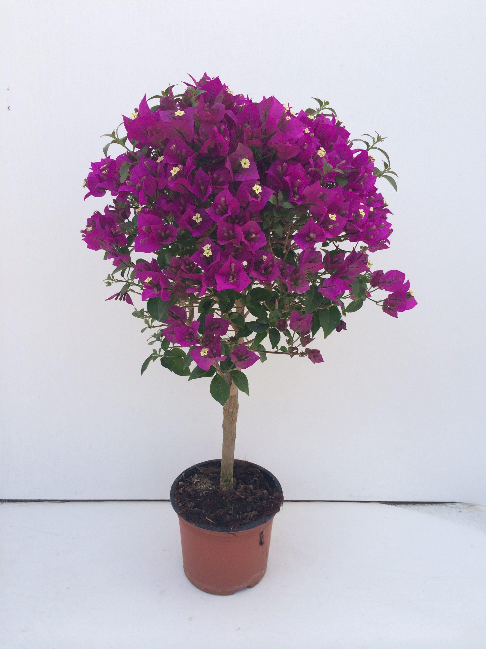 Bougainvillea