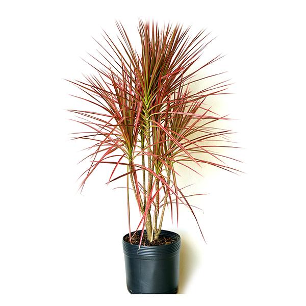 Dracena