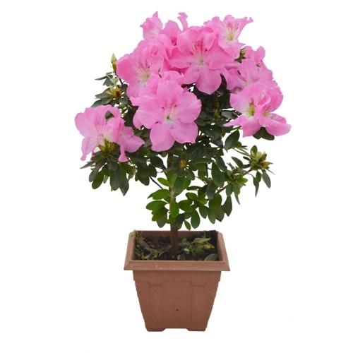 Azaleias