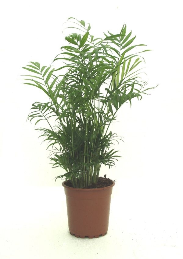 Palmeira Chamaedorea