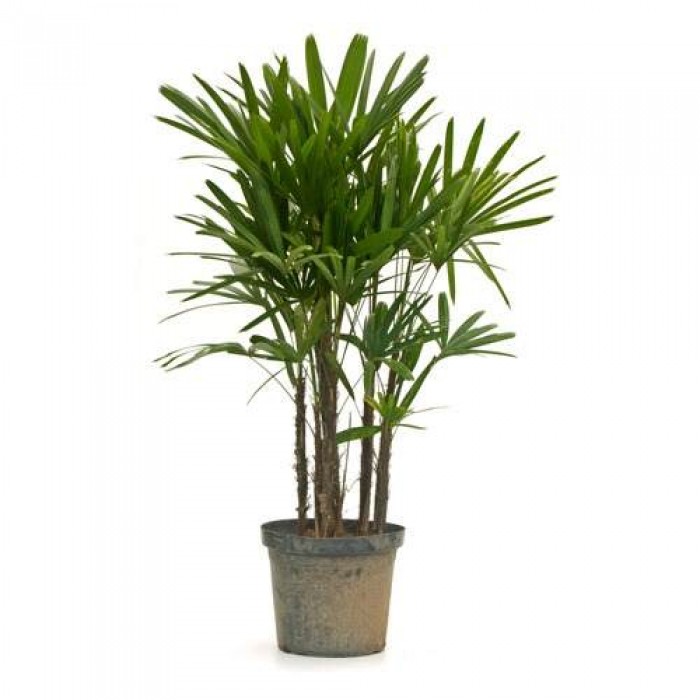 Palmeira Raphis