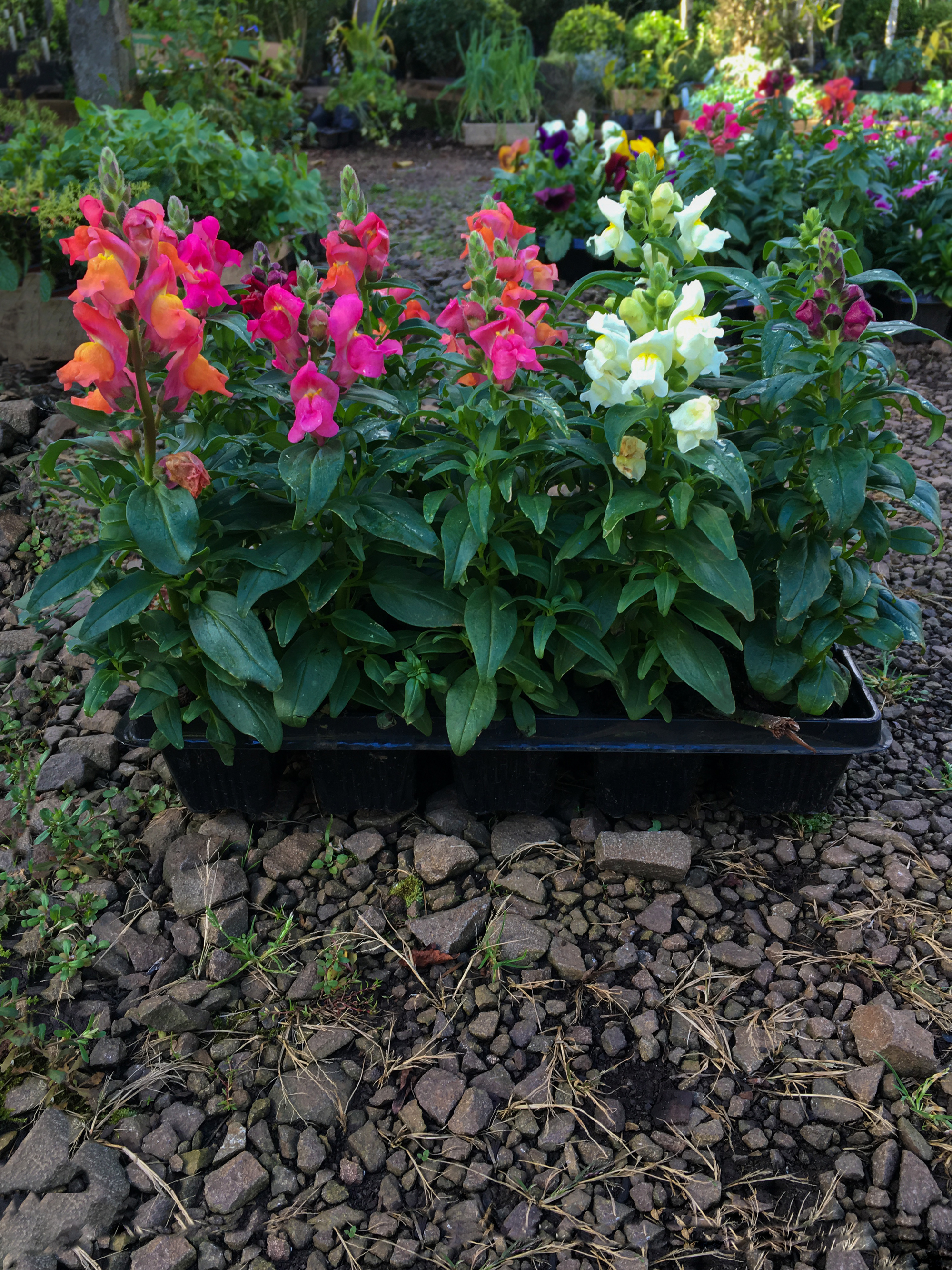 Flor De Boca De Leão