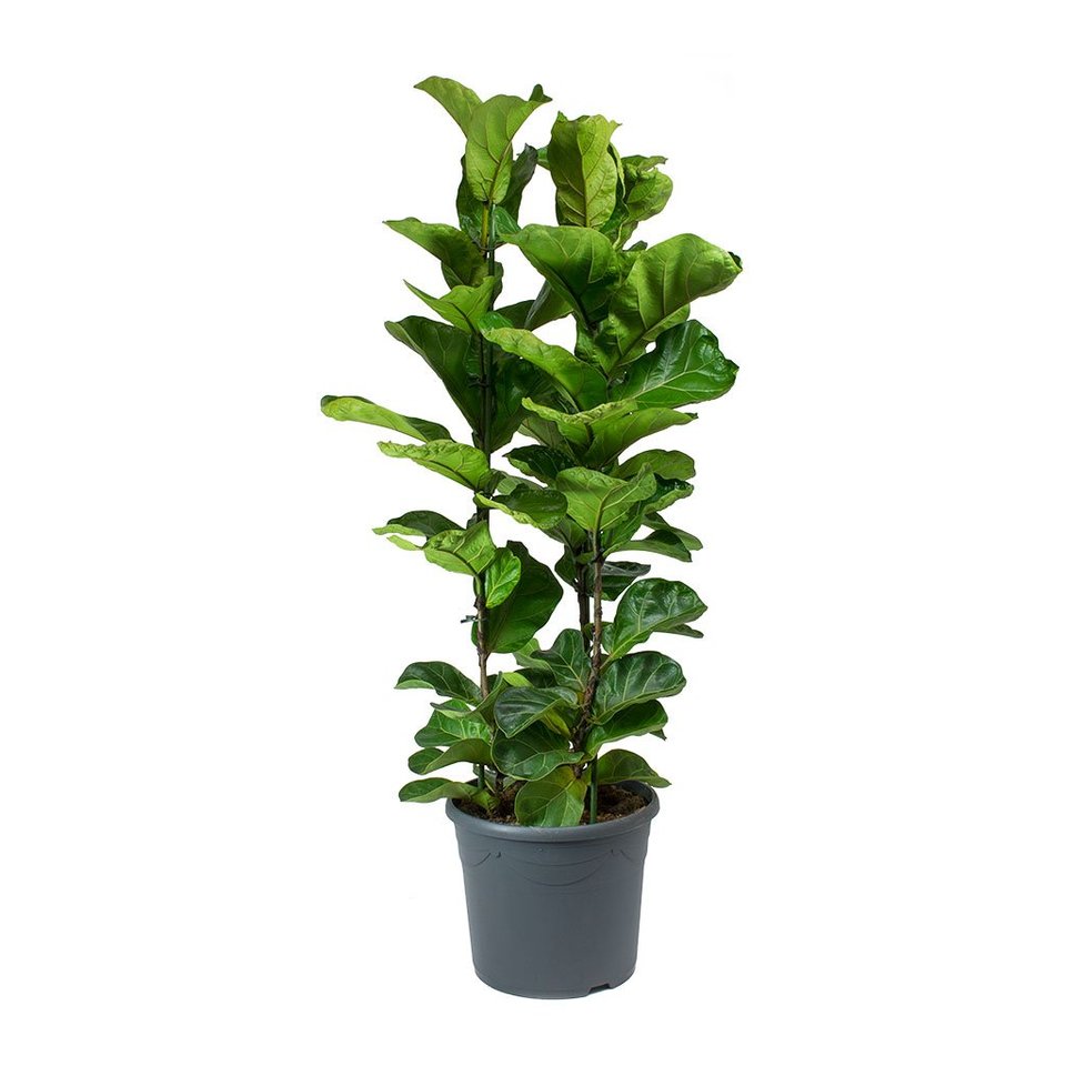 Ficus Lyrata