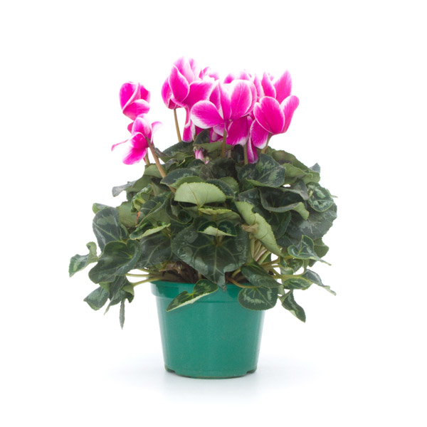Cyclamen