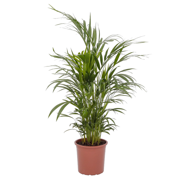 Palmeira Areca Bambú