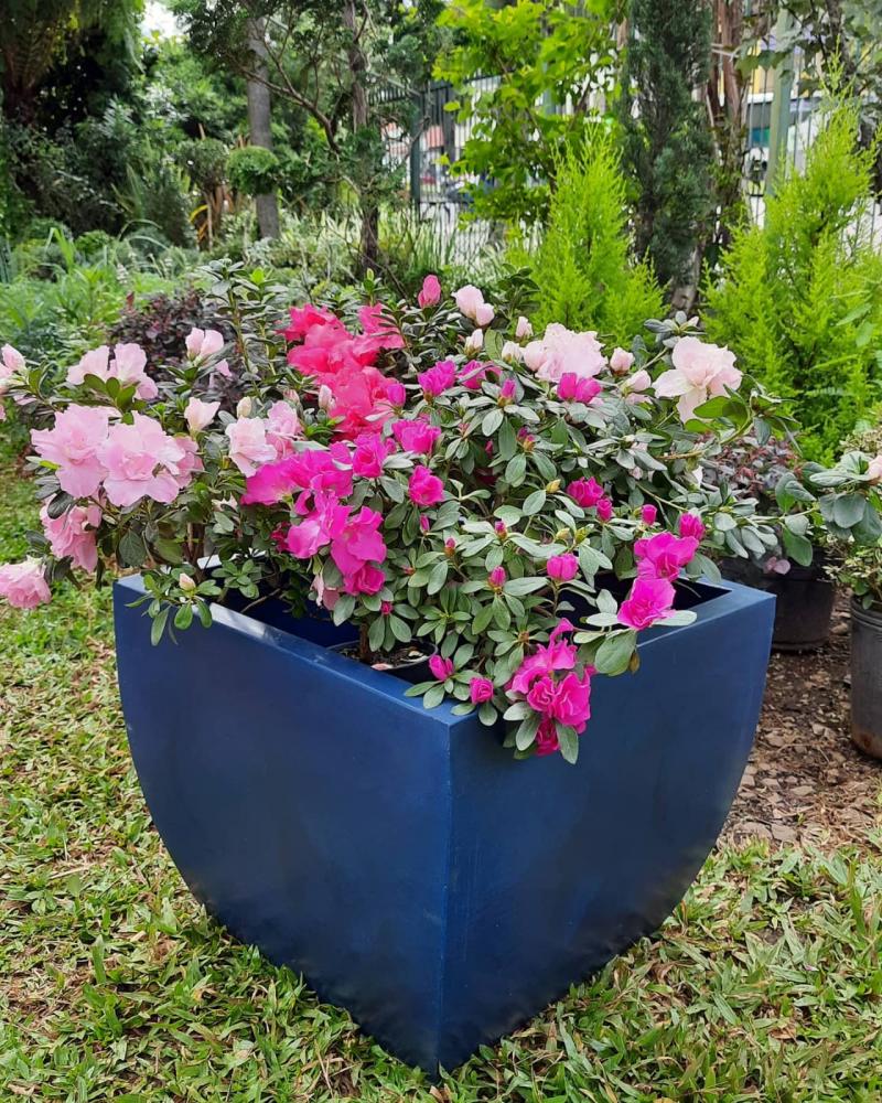 Azaleias