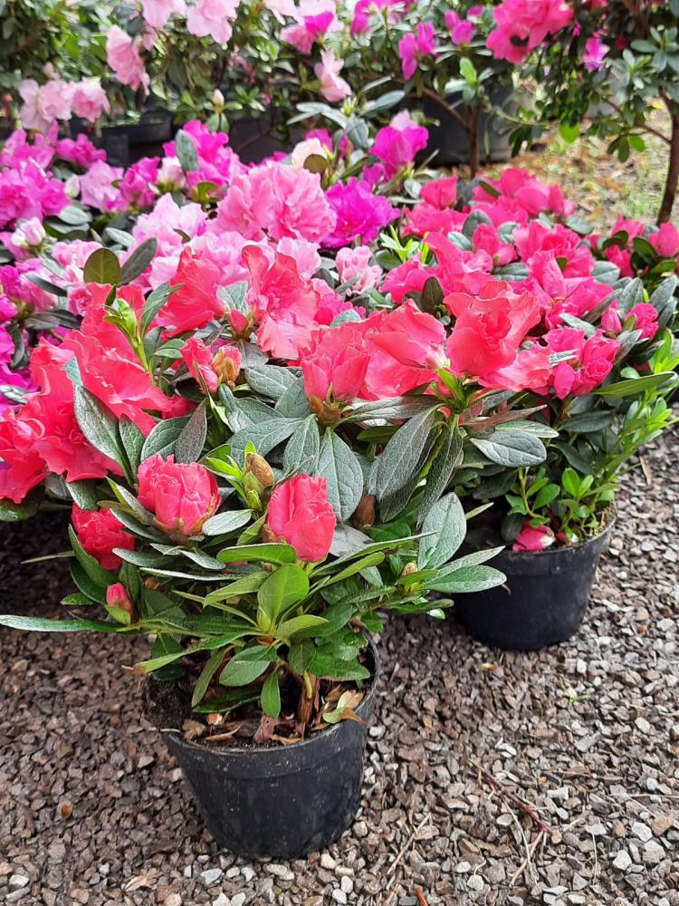 Azaleias
