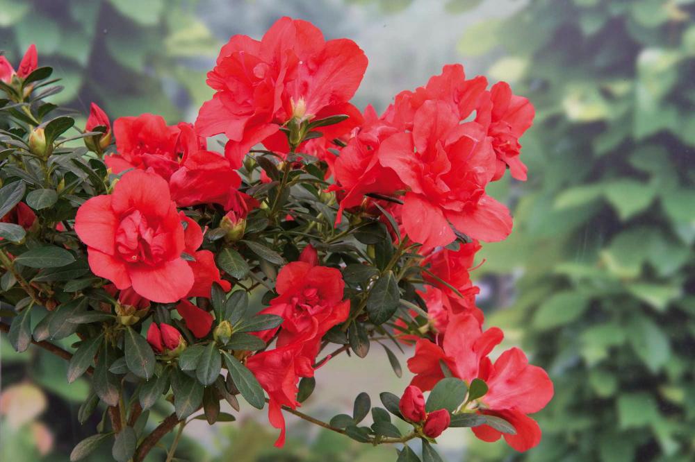 Azaleias