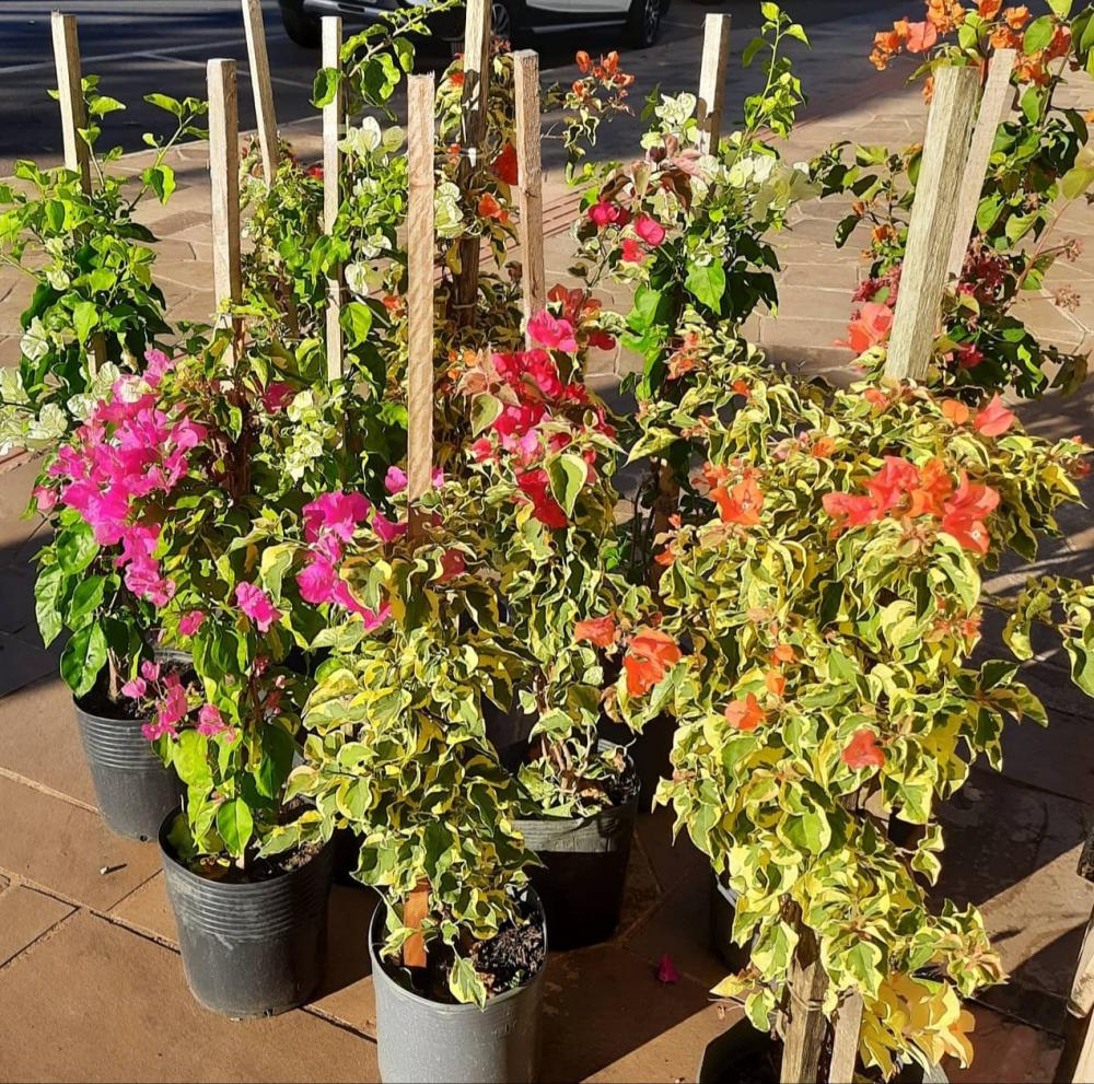 Bougainvillea