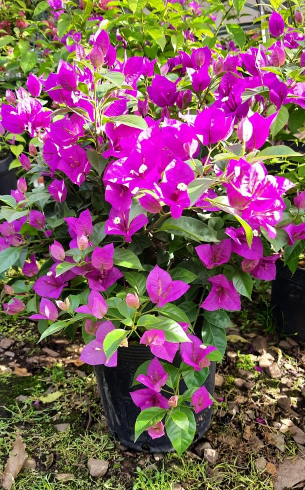 Bougainvillea