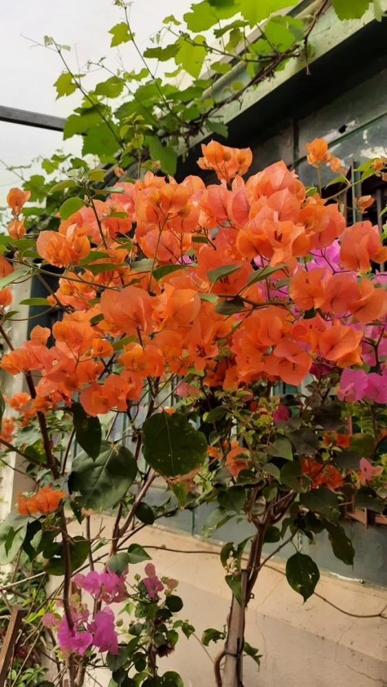 Bougainvillea