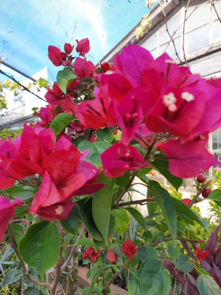 Bougainvillea