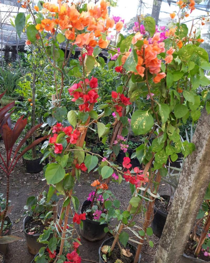 Bougainvillea