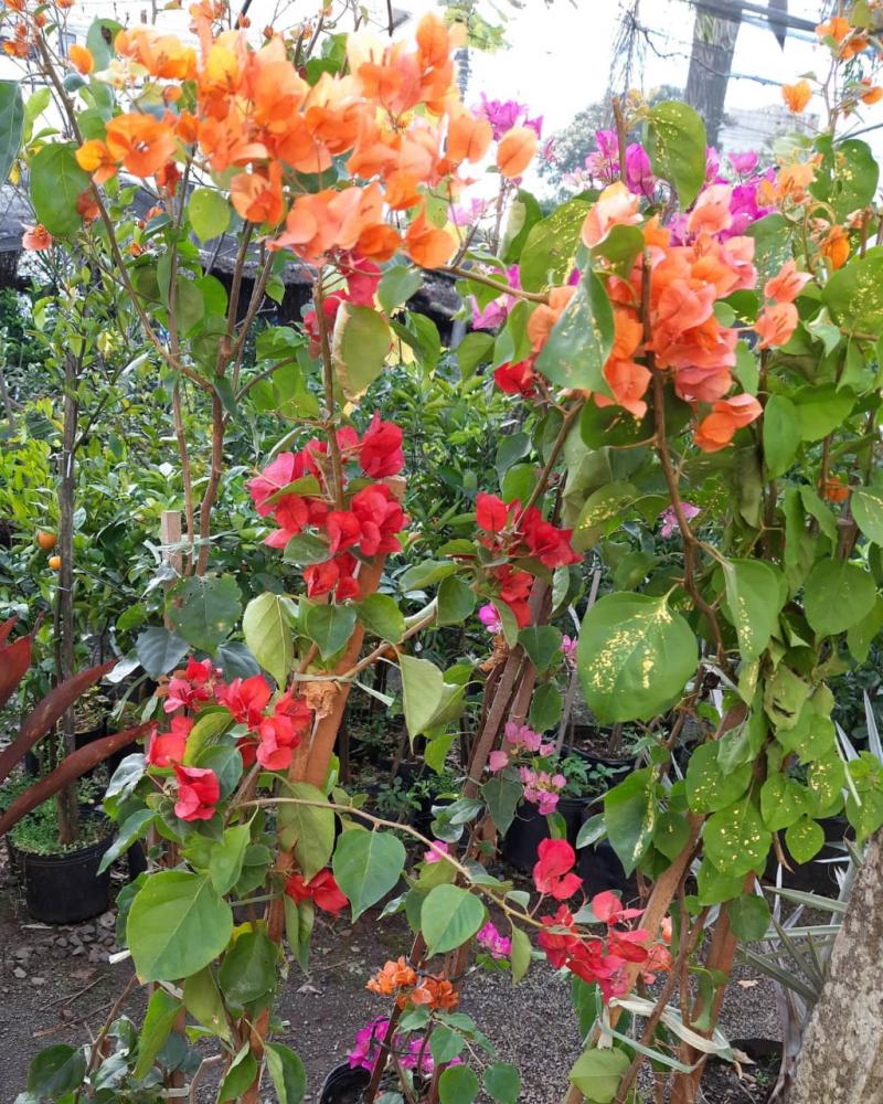 Bougainvillea