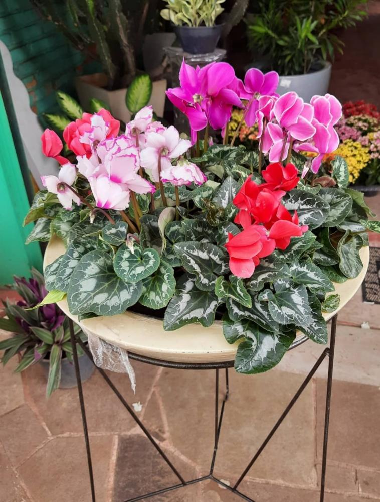 Cyclamen