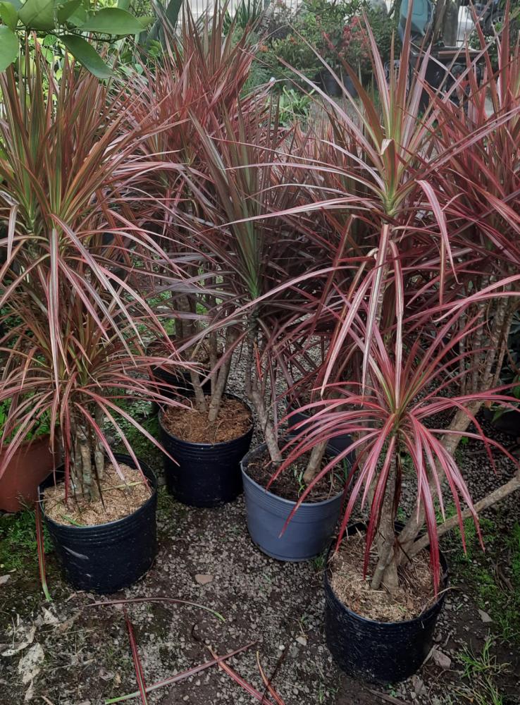 Dracena