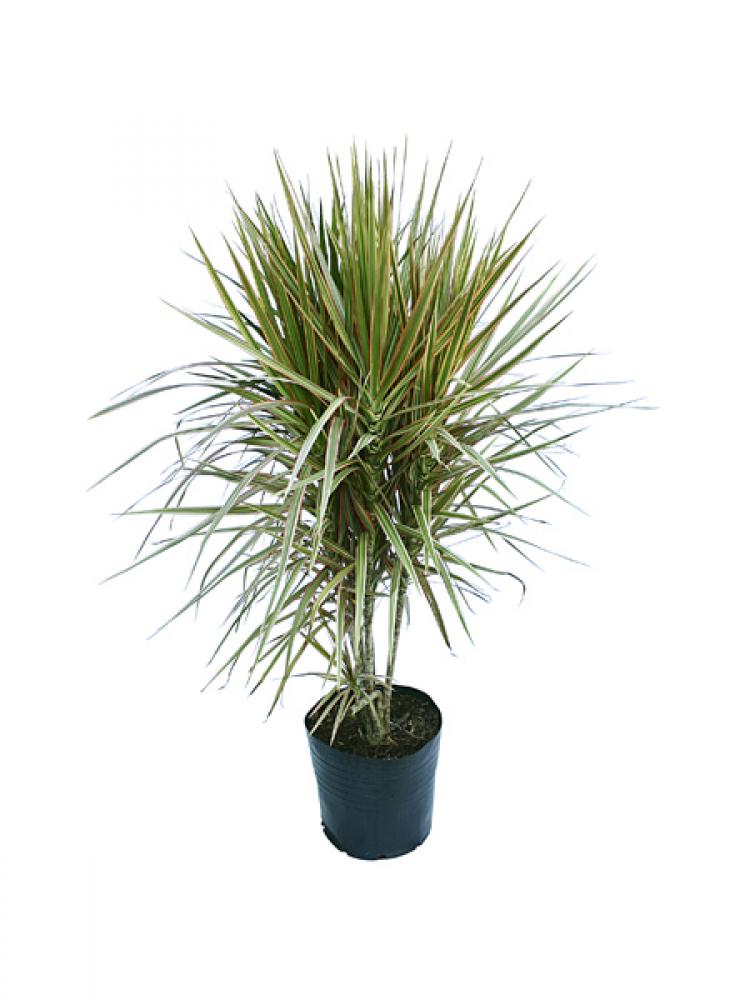 Dracena