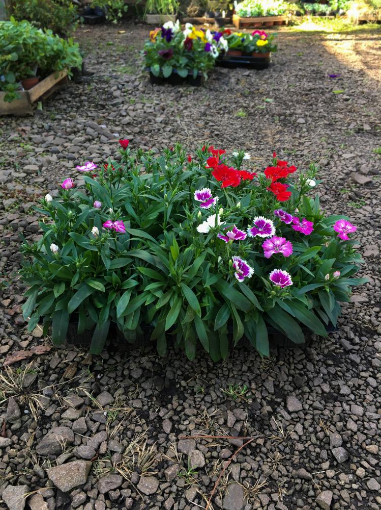 Flor De Cravina