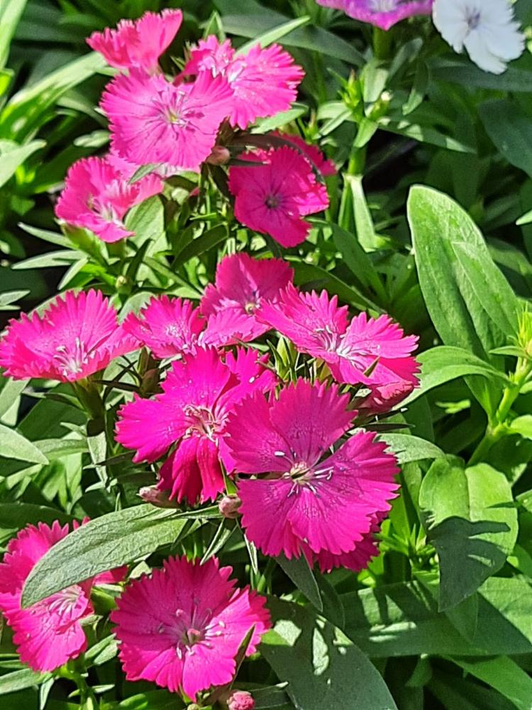 Flor De Cravina