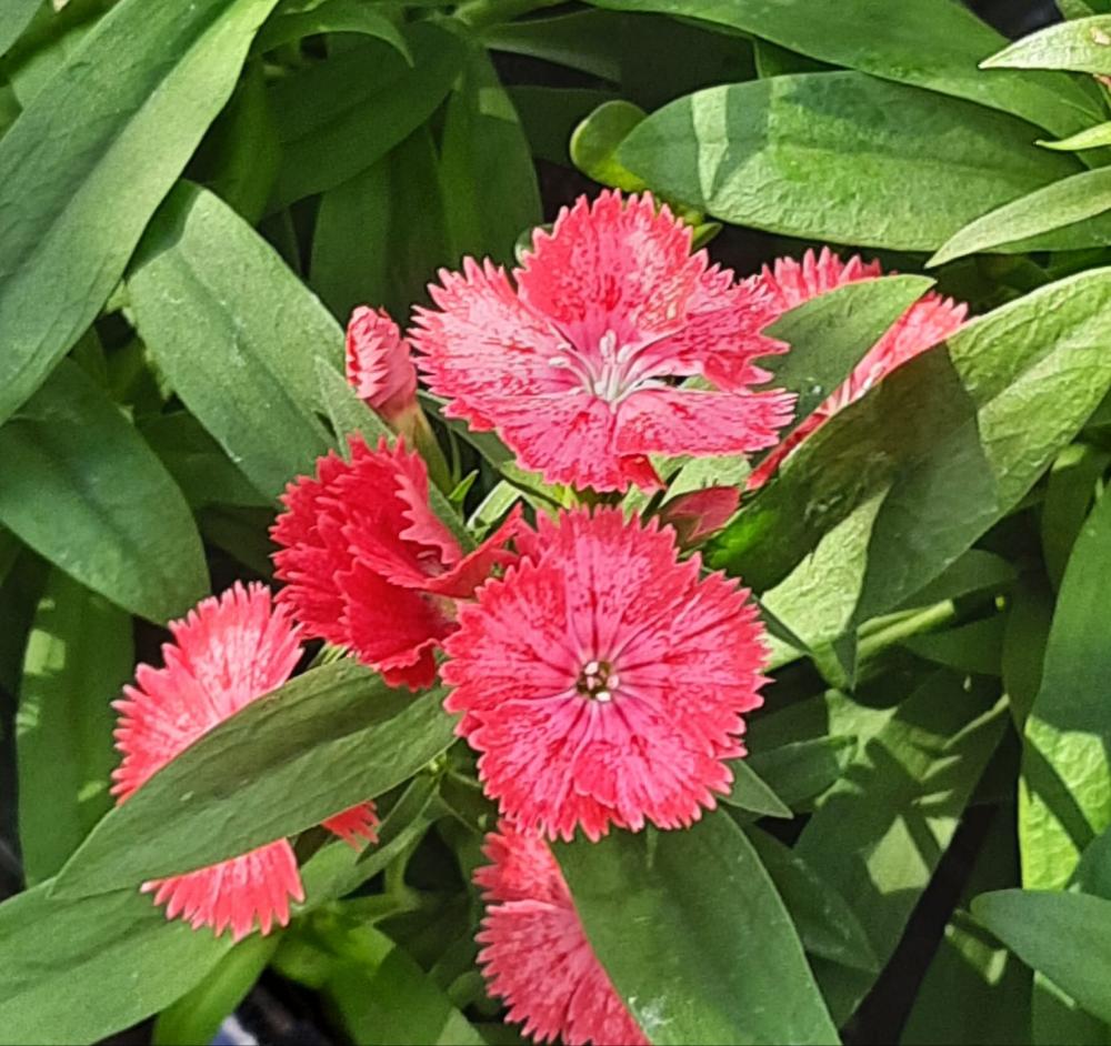 Flor De Cravina