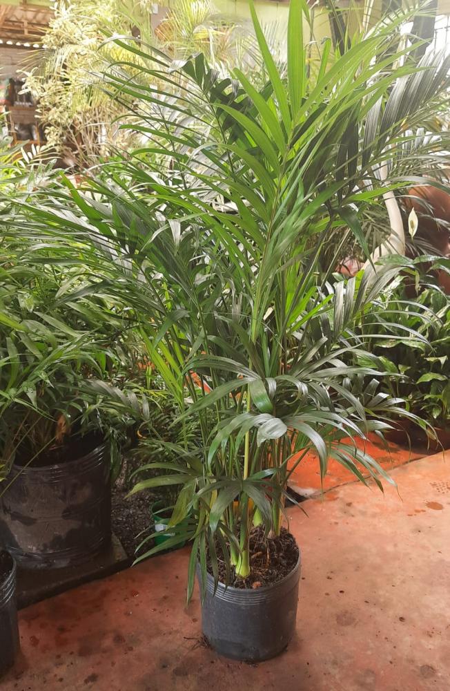 Palmeira Chamaedorea