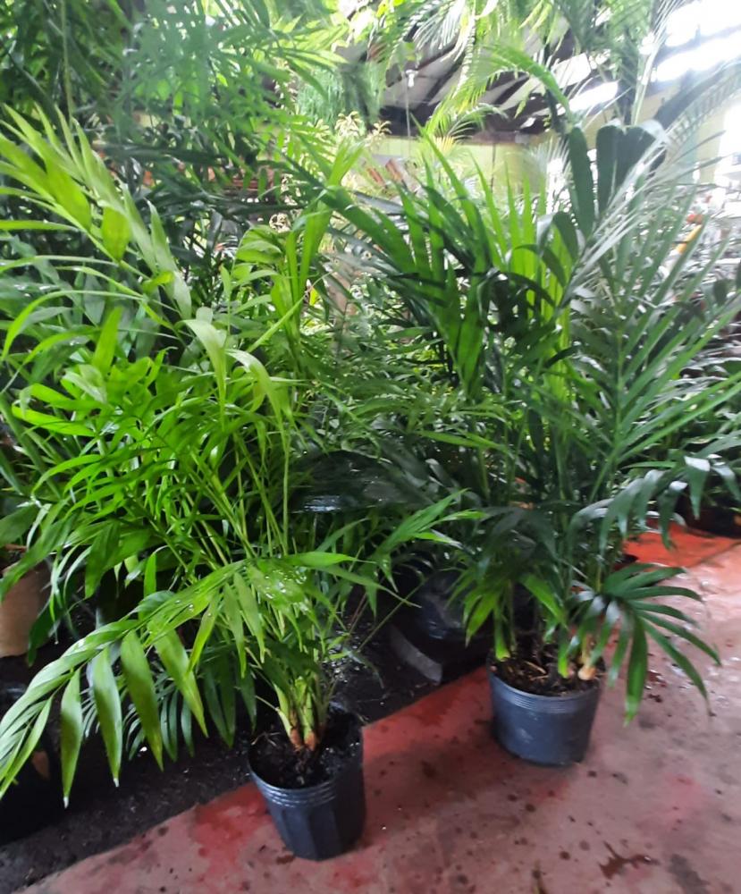 Palmeira Chamaedorea