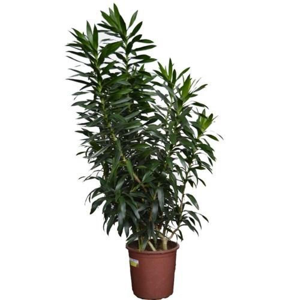Pleomele